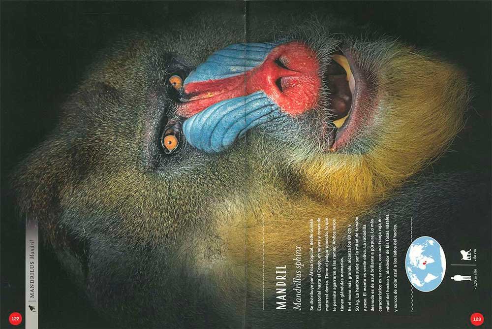 primates. tan cerca de lo humano