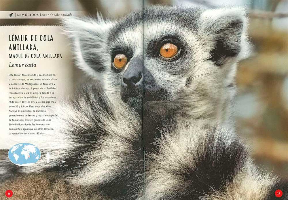 primates. tan cerca de lo humano