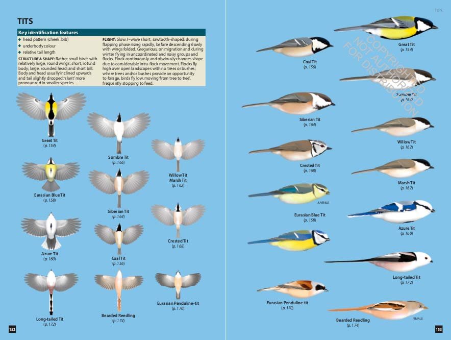 princeton wildguides. flight identification of european passerines and select landbirds