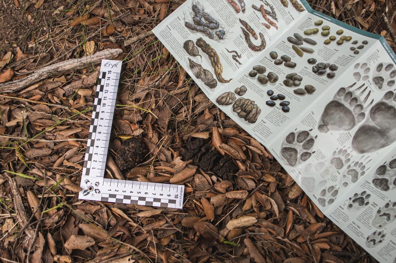 regla para rastreo de fauna
