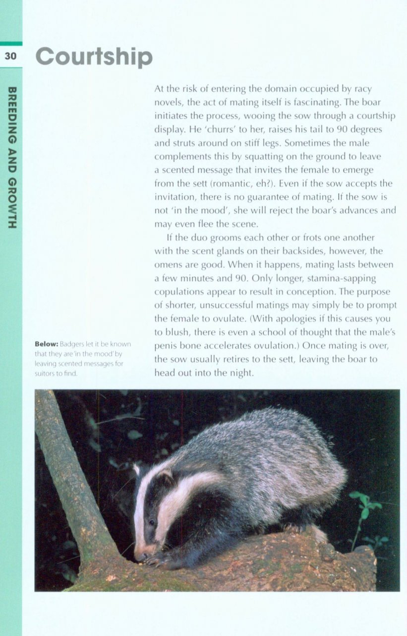 rspb spotlight: badgers