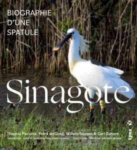 sinagote. biographie d'une spatule