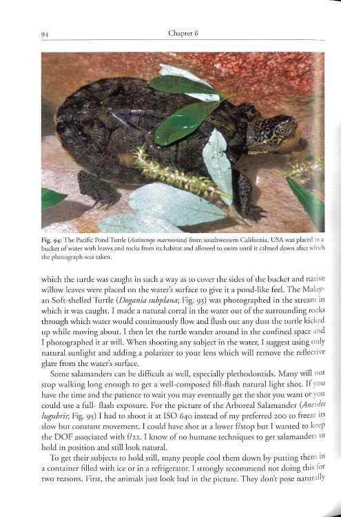 techniques for photographing reptiles and amphibians in the field. how to tell better stories