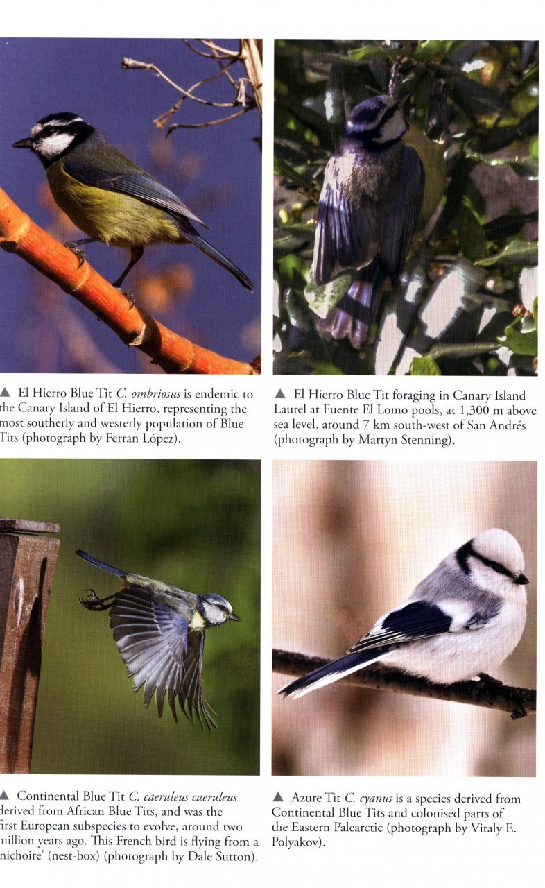 the blue tit
