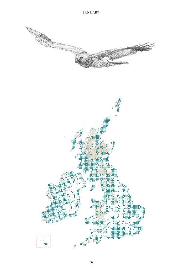 the hen harrier's year