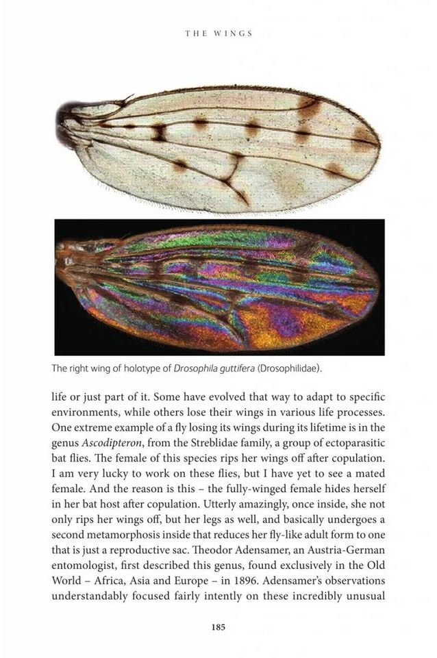 the inside out of flies