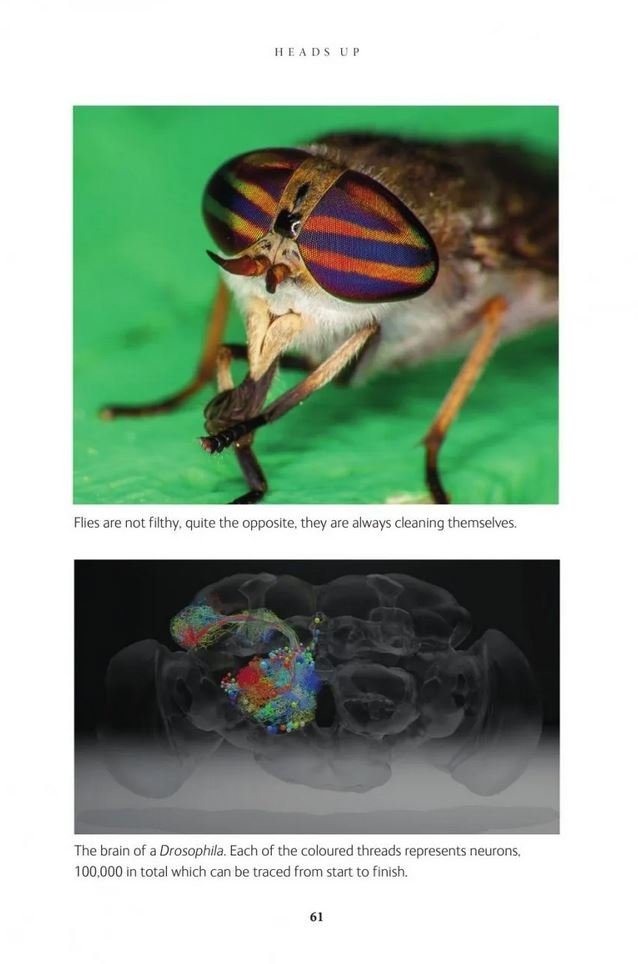 the inside out of flies