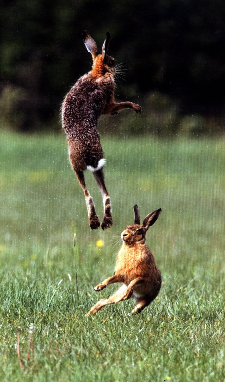 the way of the hare