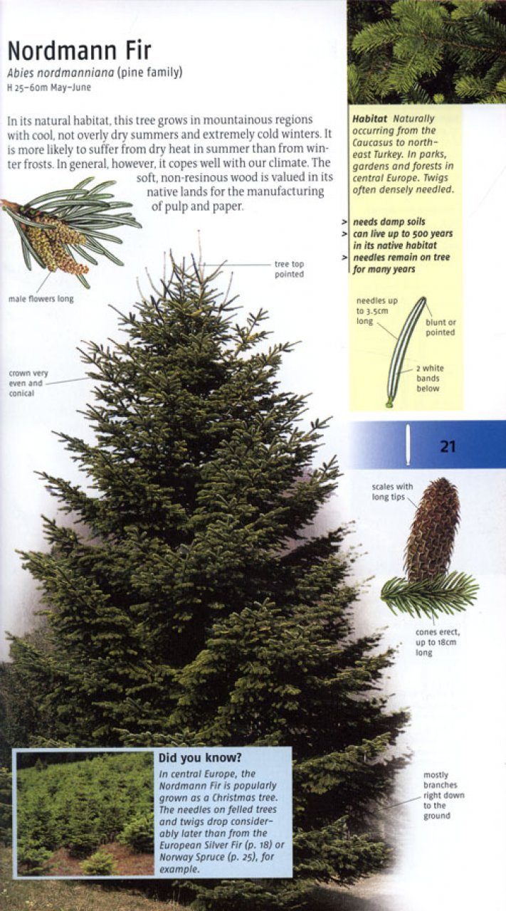 trees of britain and europe