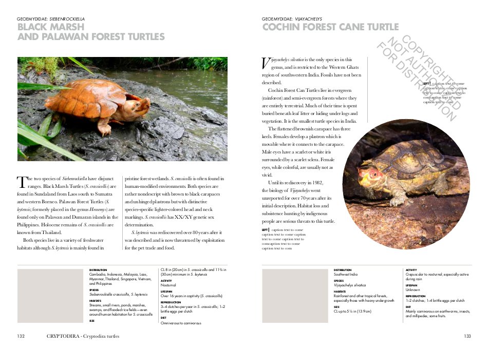 turtles of the world. a guide to every family