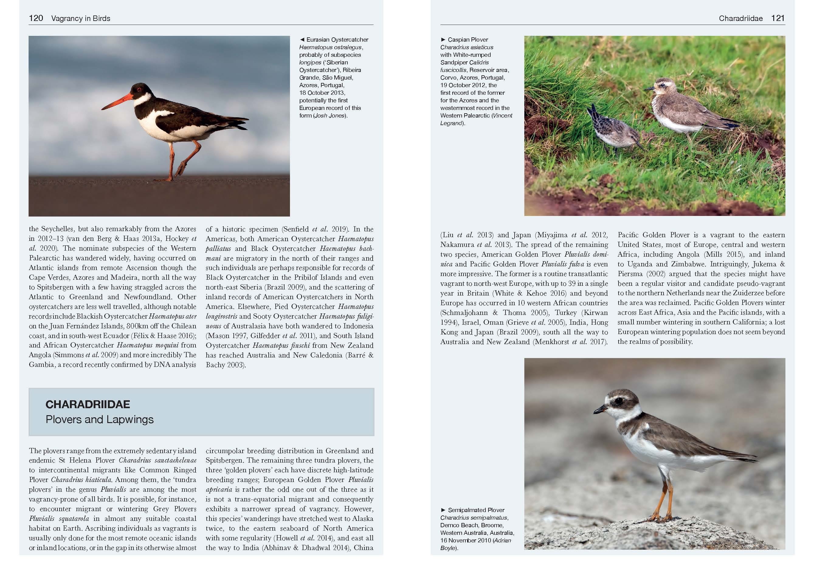 vagrancy in birds