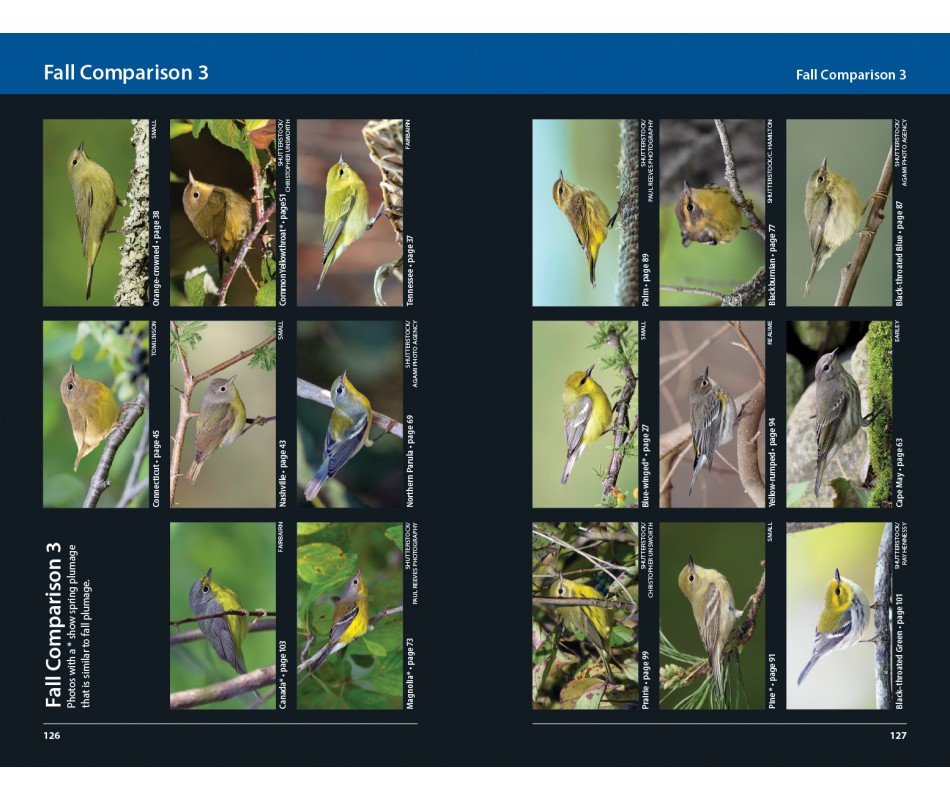 warblers of eastern north america