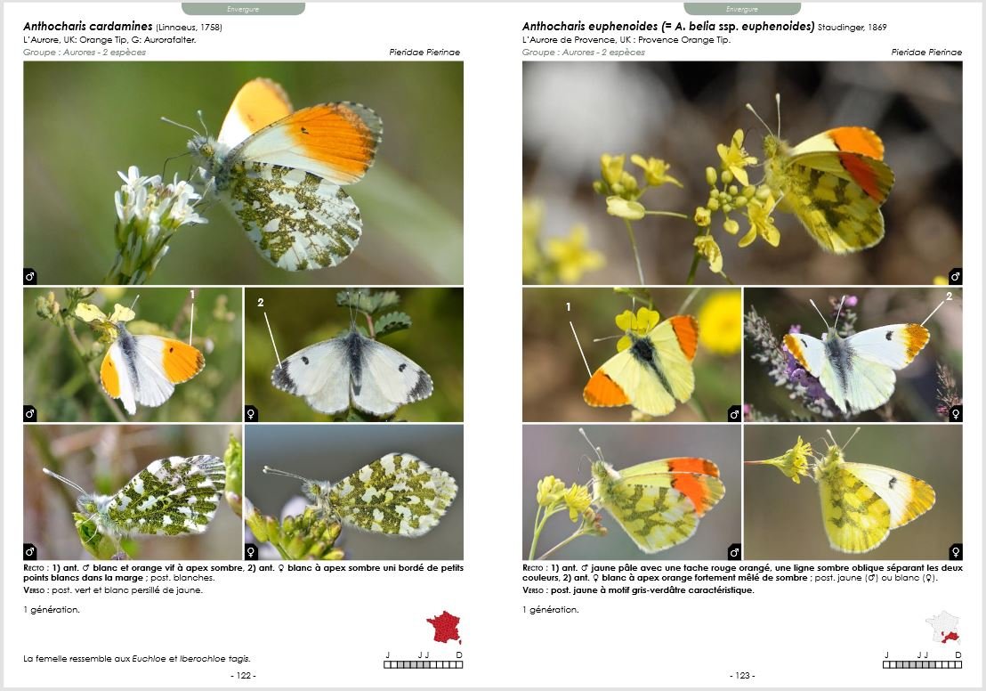 guide photographique des papillons de jour et zygnes de france. toutes les espces de france plus de 2000 photographies mles et femelles illustrs
