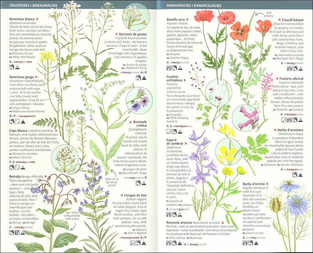101 flors de camp, de marges i vores de catalunya que cal conixer. miniguia de camp