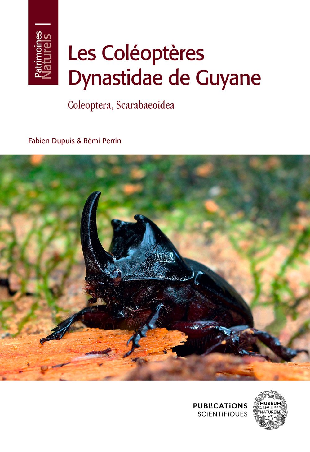 les coloptres dynastidae de guyane. coleoptera scarabaeoidea