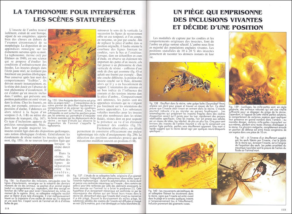 l'ambre. miel de fortune et mmoire de vie