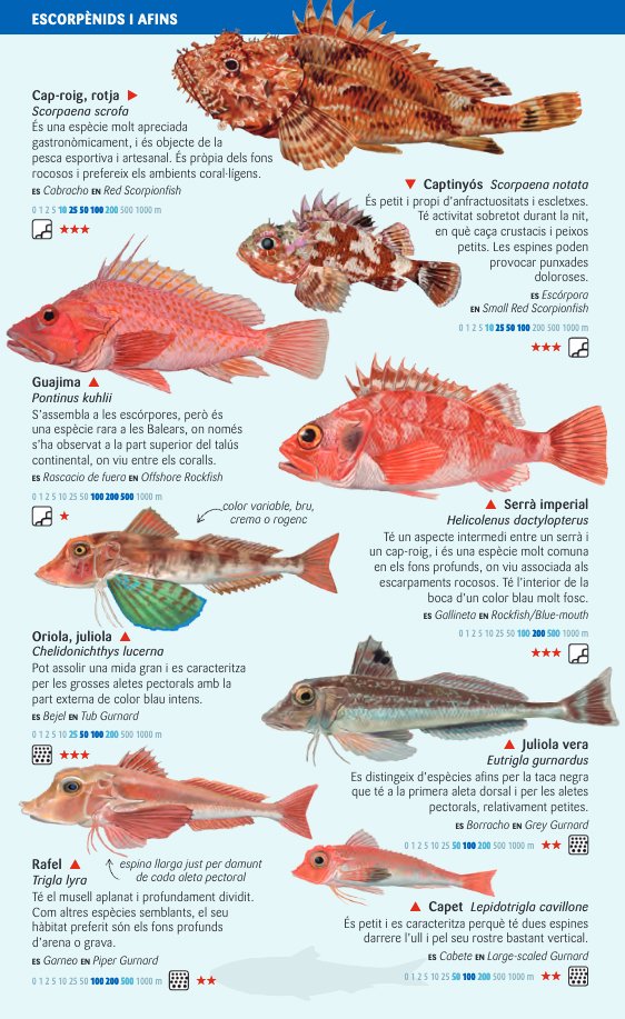 peixos pelgics i de fons profunds del mar balear. miniguia de mar