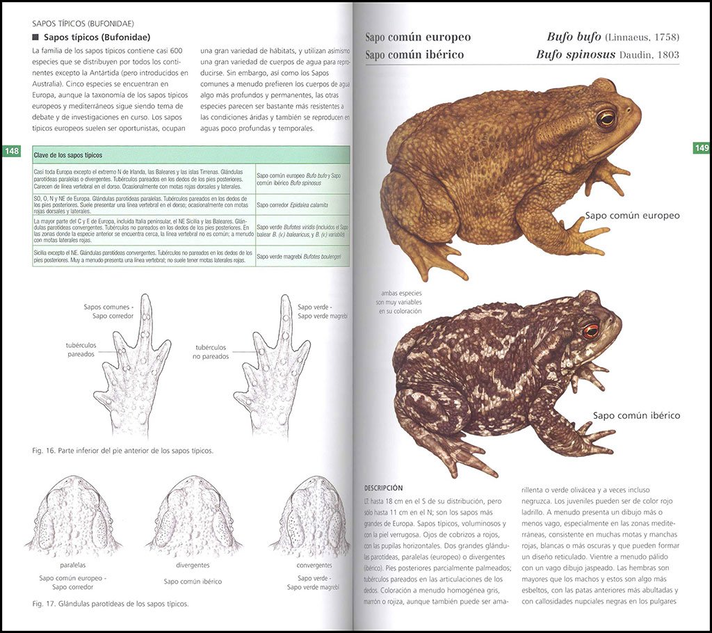 gua de campo de los anfibios y reptiles de espaa y de europa