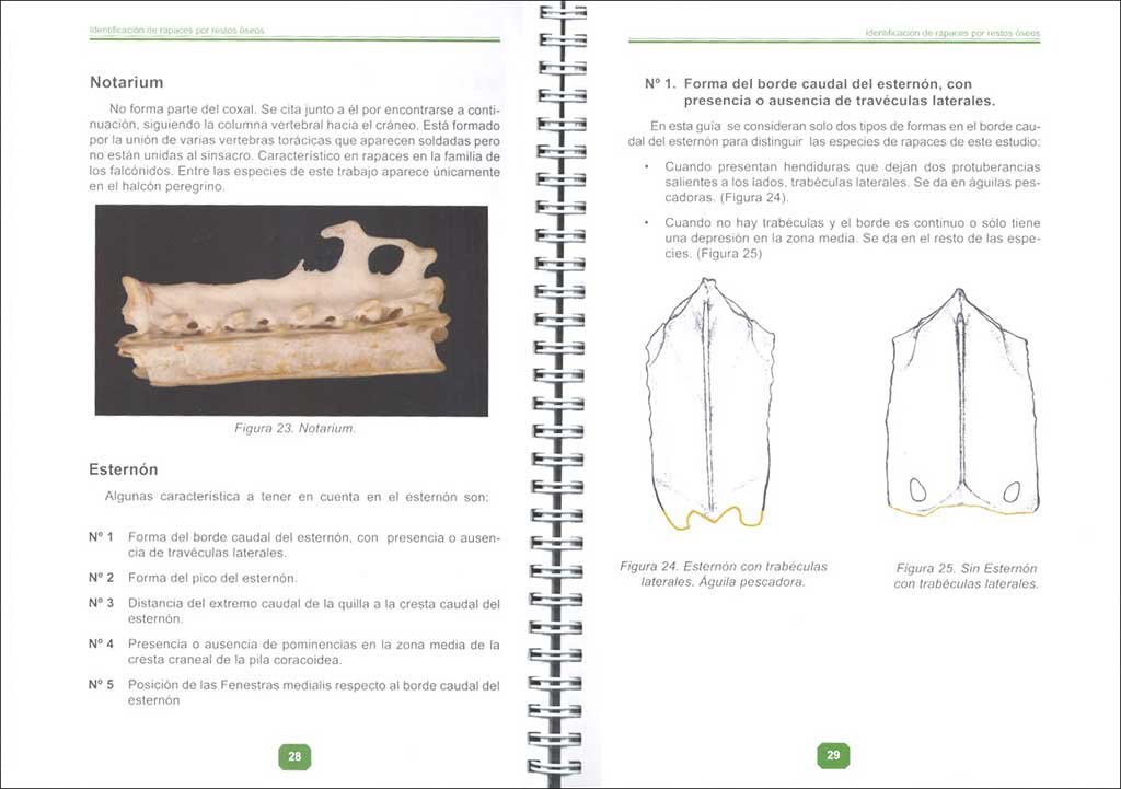 gua de identificacin de rapaces ibricas por restos seos. (2 parte, rapaces medianas diurnas)