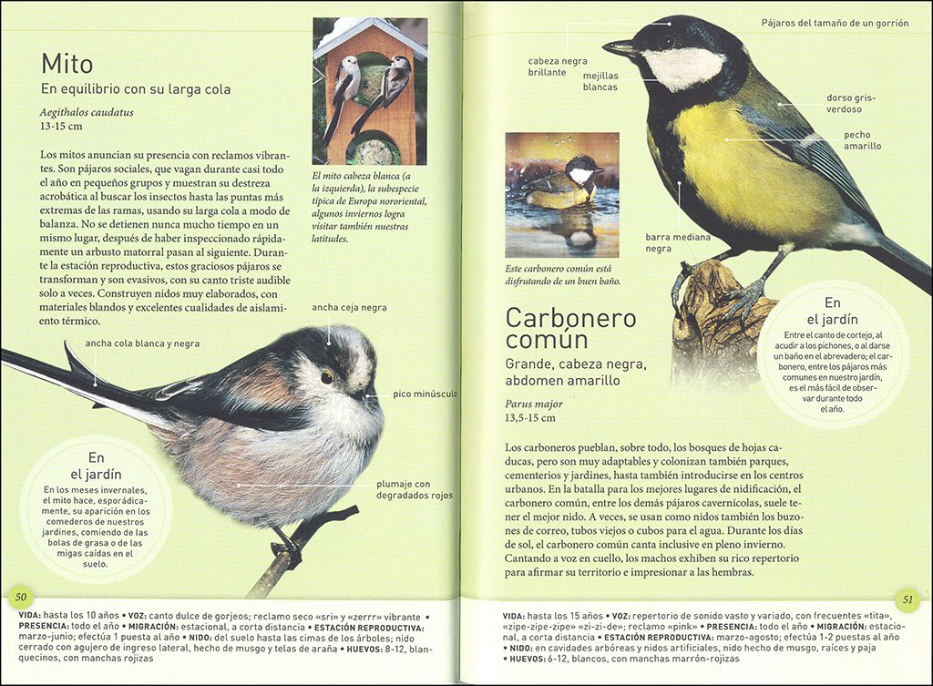 los pjaros del jardn a tamao real