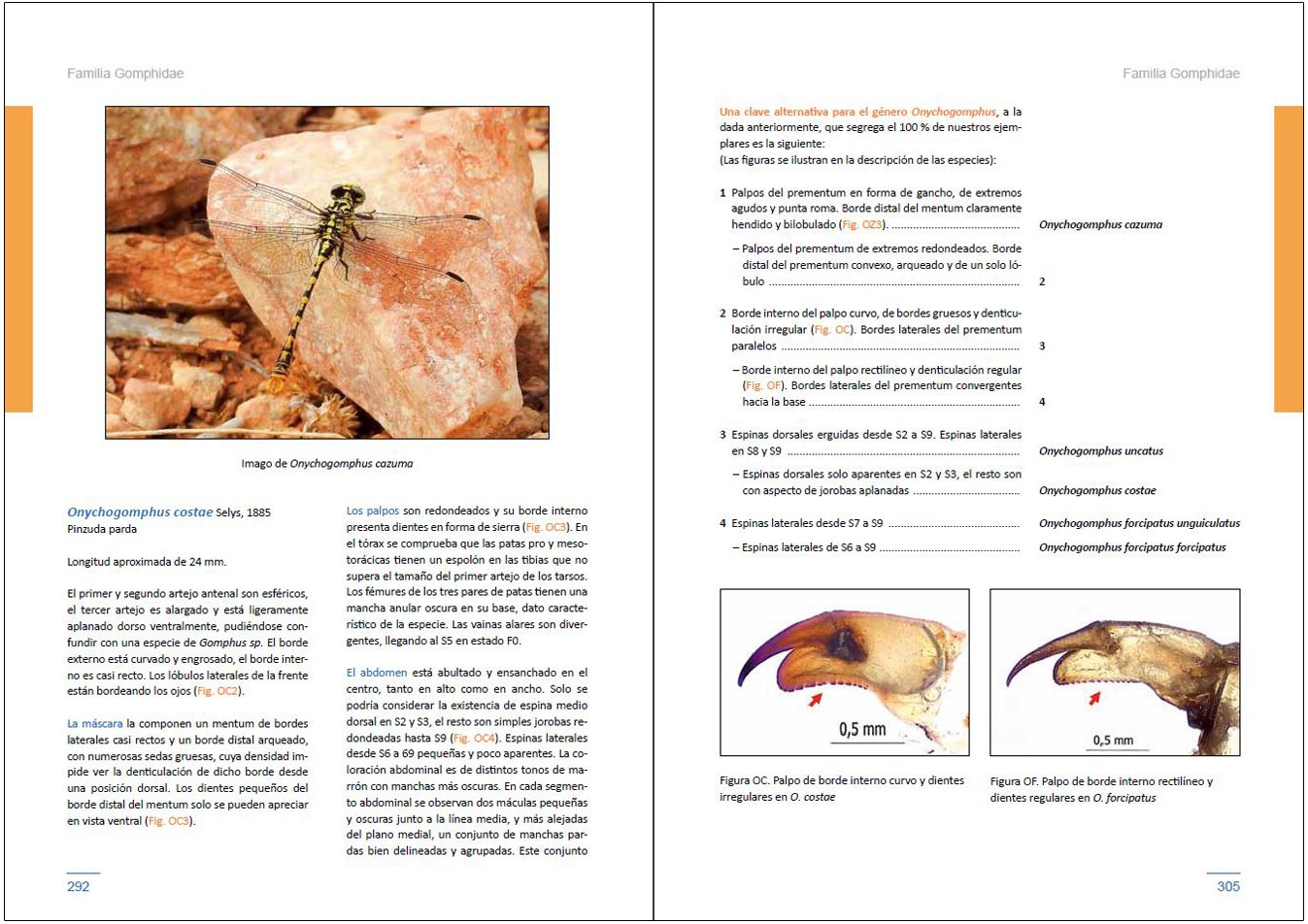 larvas de liblulas en la pennsula ibrica