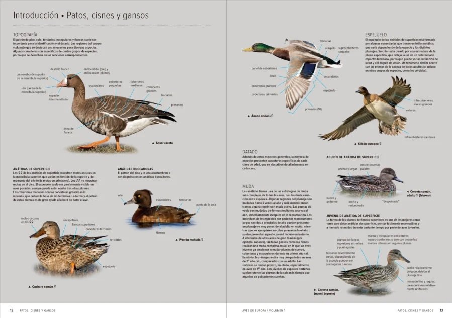 aves de europa. identificacin de todas las especies y plumajes (volumen 1 y 2)