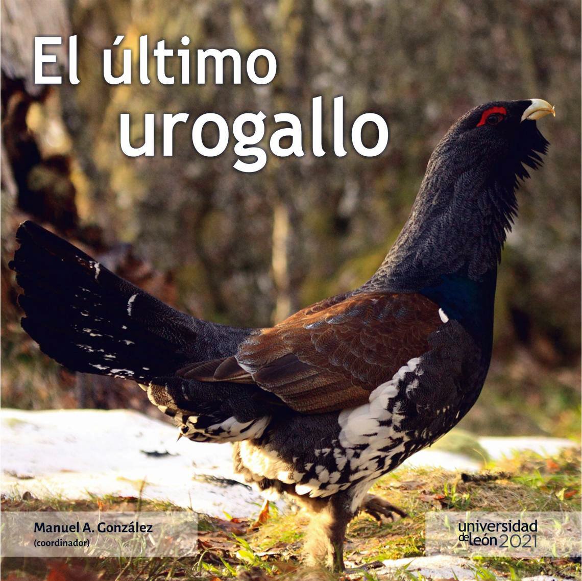 el ltimo urogallo