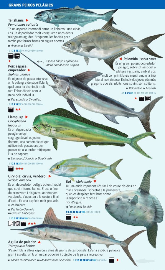 peixos pelgics i de fons profunds del mar balear. miniguia de mar