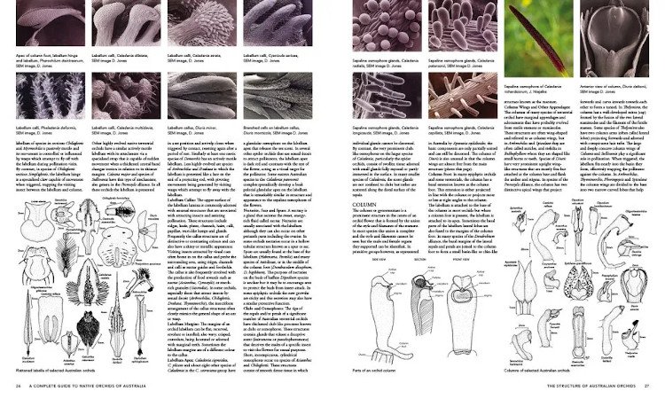 a complete guide to native orchids of australia