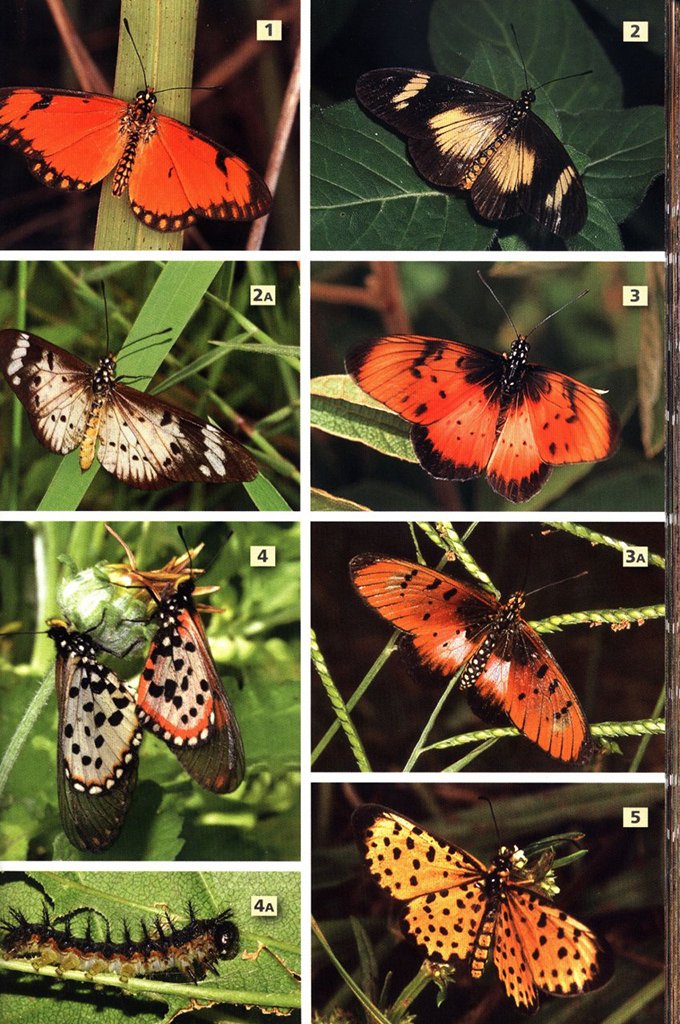 a field guide to insects of south africa. updated 2004. the first comprehensive guide to african insects with full-colour photographs of over 1200 species