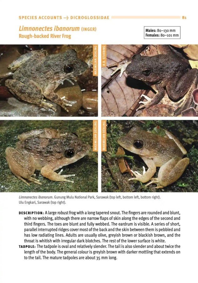 a field guide to the frogs of borneo
