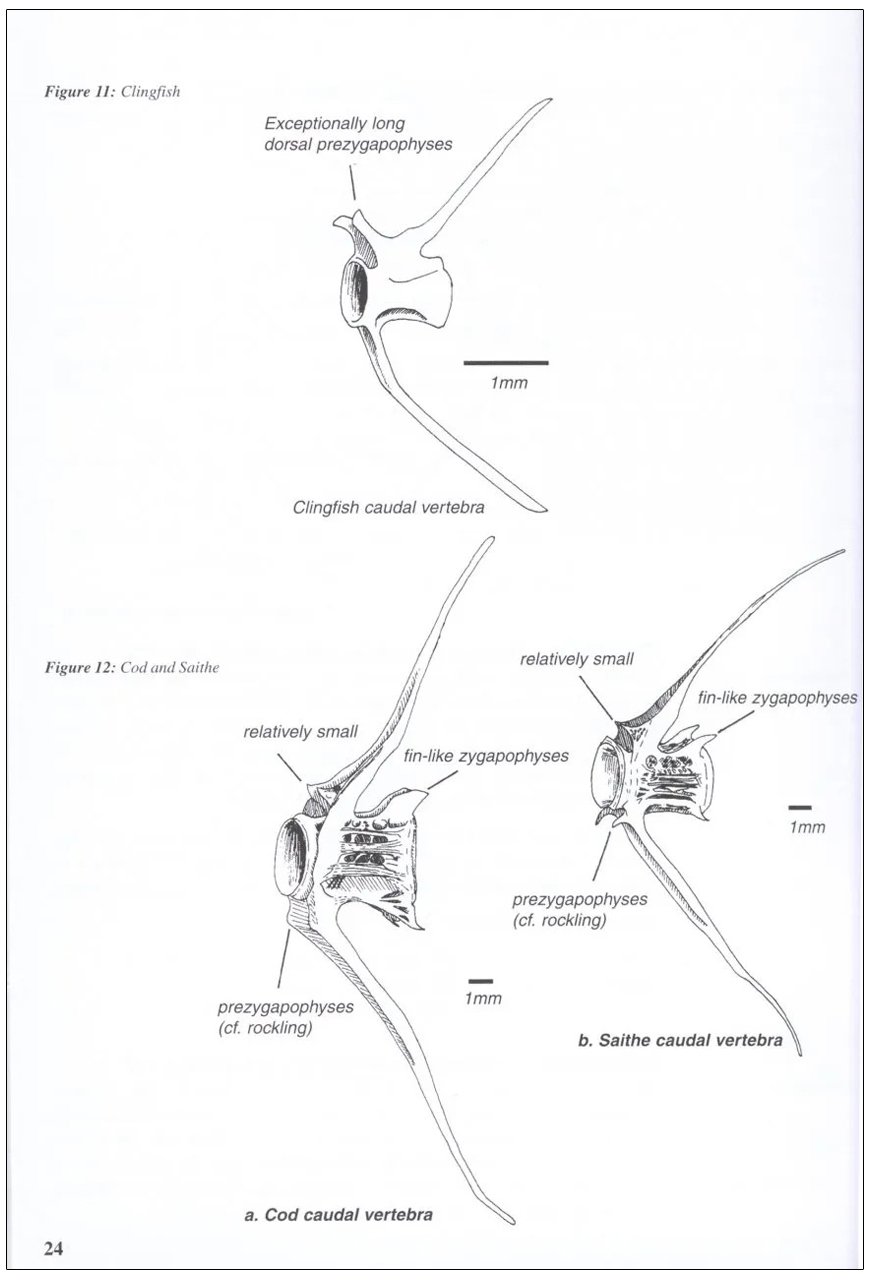 a guide to the identification of prey remains in otter spraint