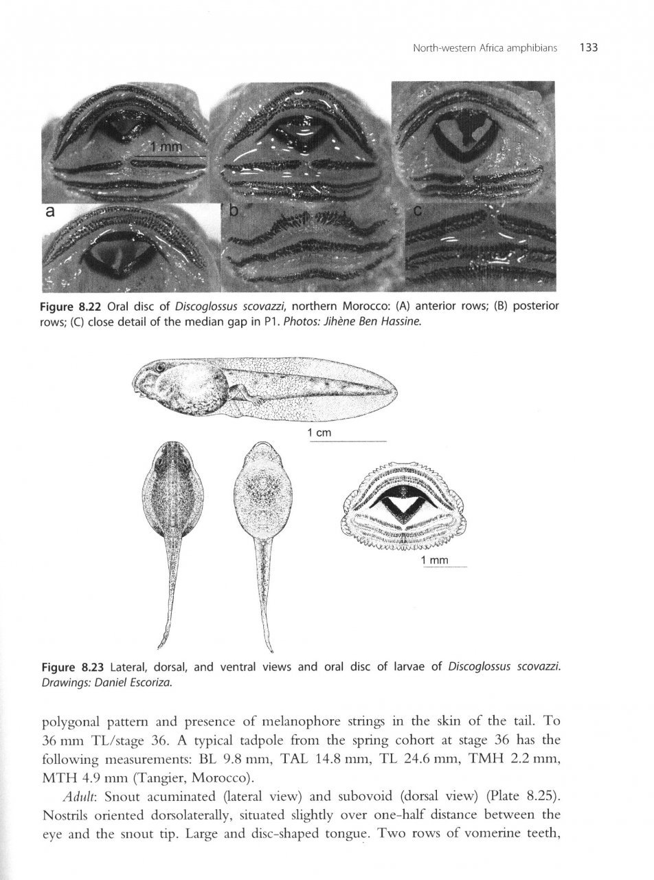 amphibians of north africa