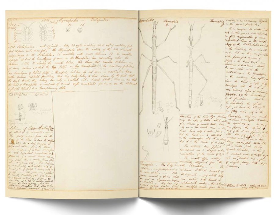a naturalist in the amazon: the journals & writings of henry walter bates