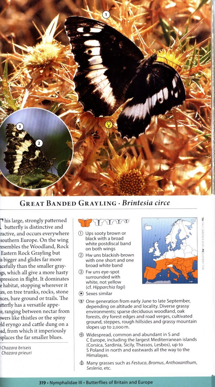 a naturalist's guide to the butterflies of britain and northern europe. 2 ed.