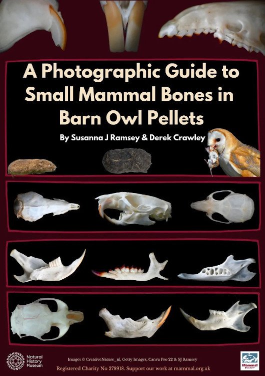 a photographic guide to small mammal bones in barn owl pellets