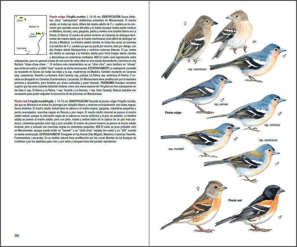aves de macaronesia. azores, madeira, islas canarias, cabo verde