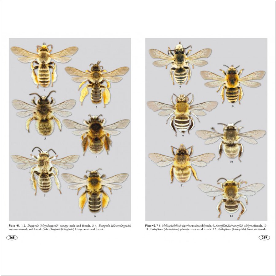 bees of europe - hymenoptera of europe 1