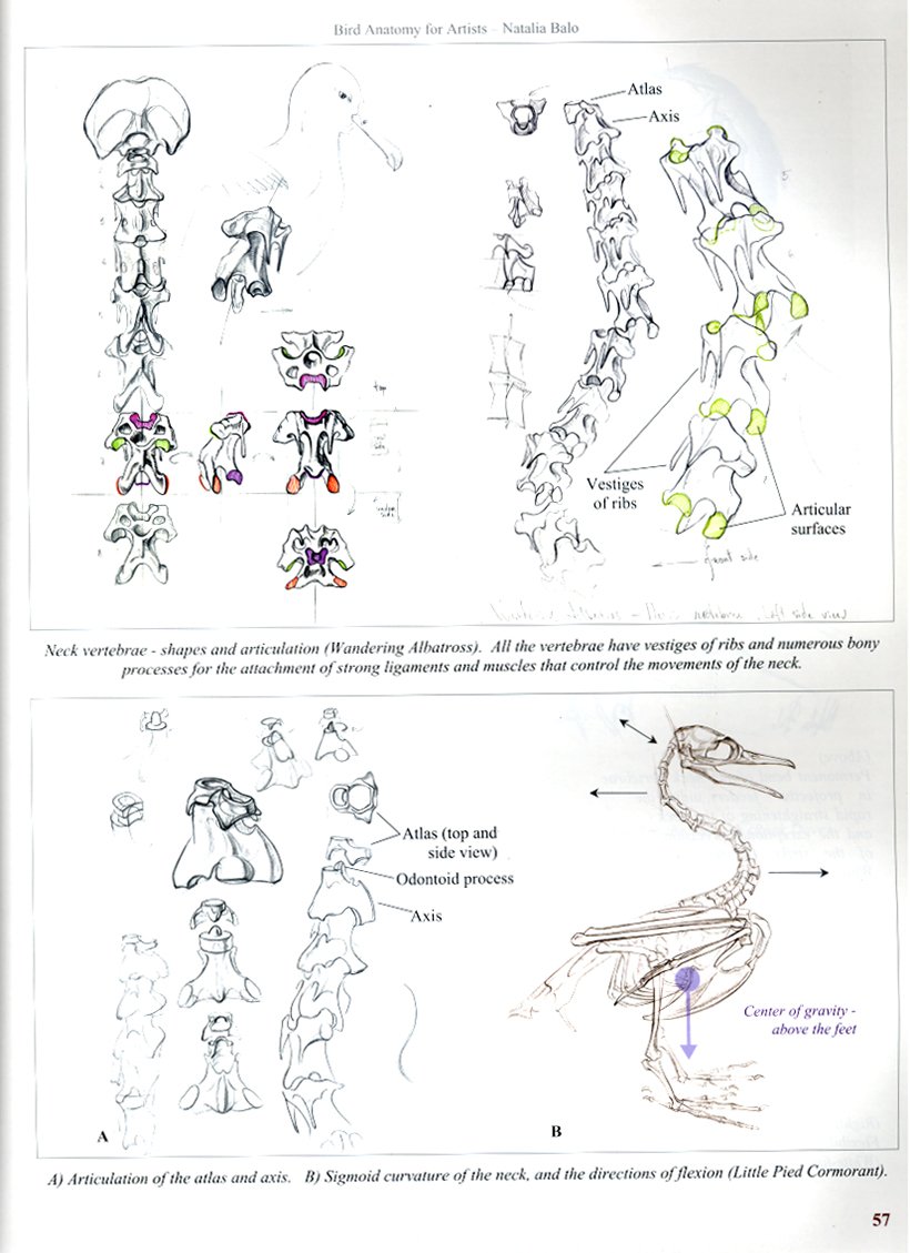bird anatomy for artists comprehensive guide to drawing birds for artists and bird lovers