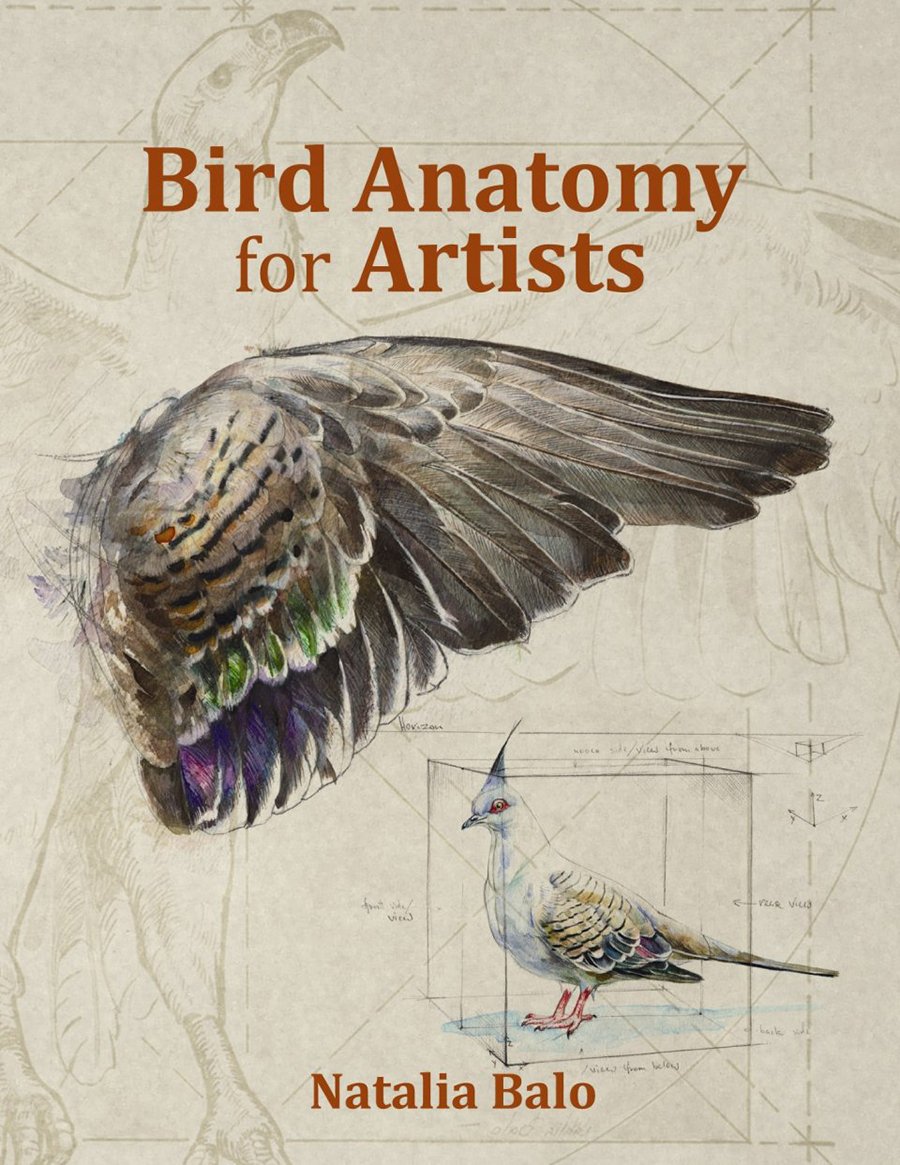 bird anatomy for artists comprehensive guide to drawing birds for artists and bird lovers