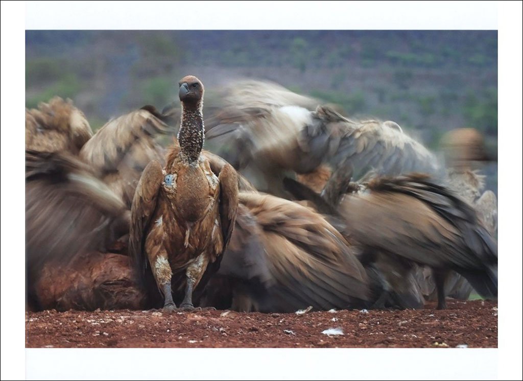 bird photographer of the year. collection 3