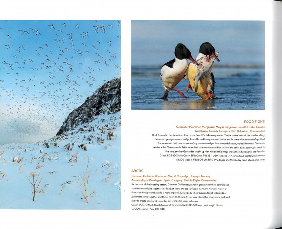 bird photographer of the year: collection 5