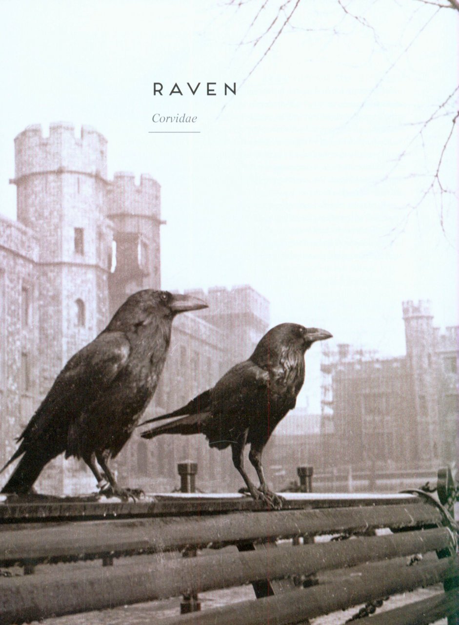 birds: myth, lore and legend