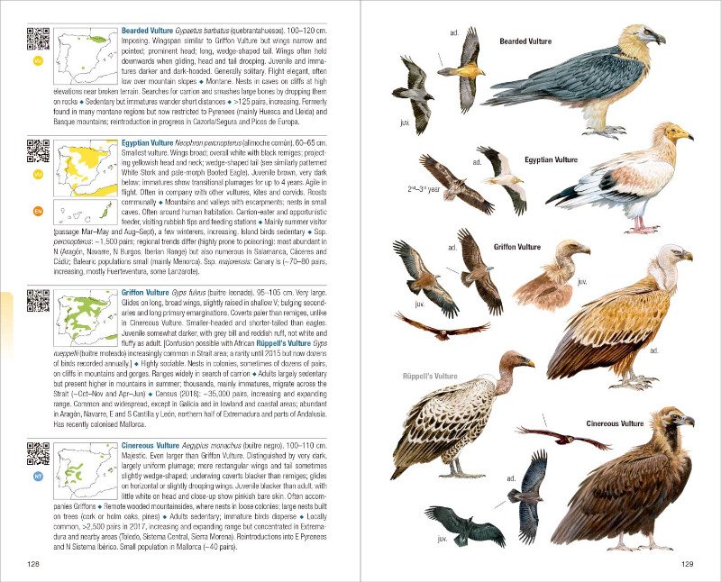 birds of spain