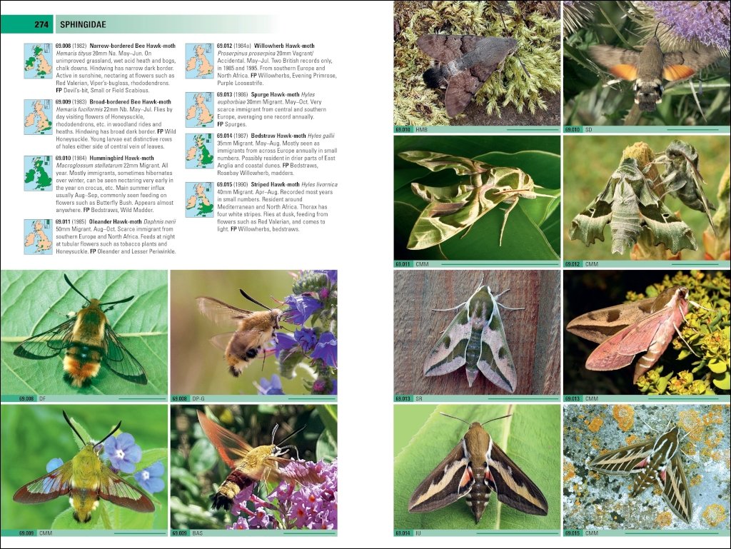 british & irish moths. a photographic guide