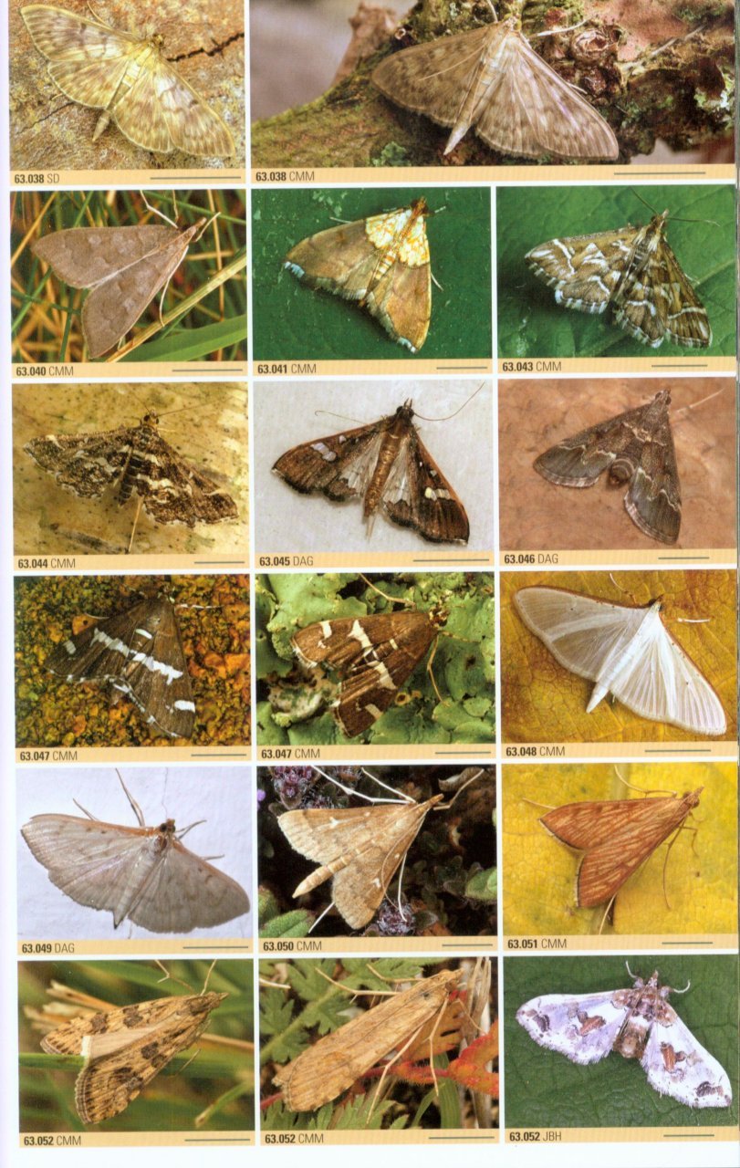 british moths. a photographic guide to the moths of britain and ireland