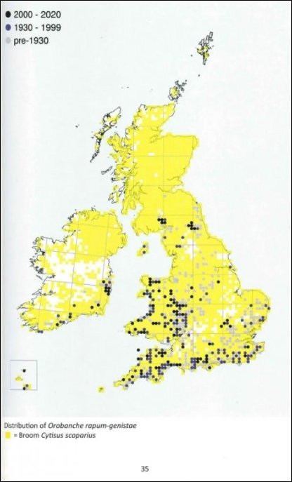 broomrapes of britain & ireland
