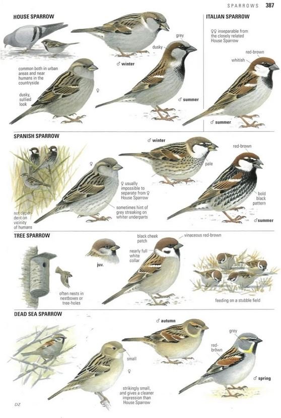 collins bird guide. the most complete guide to the birds of britain and europe