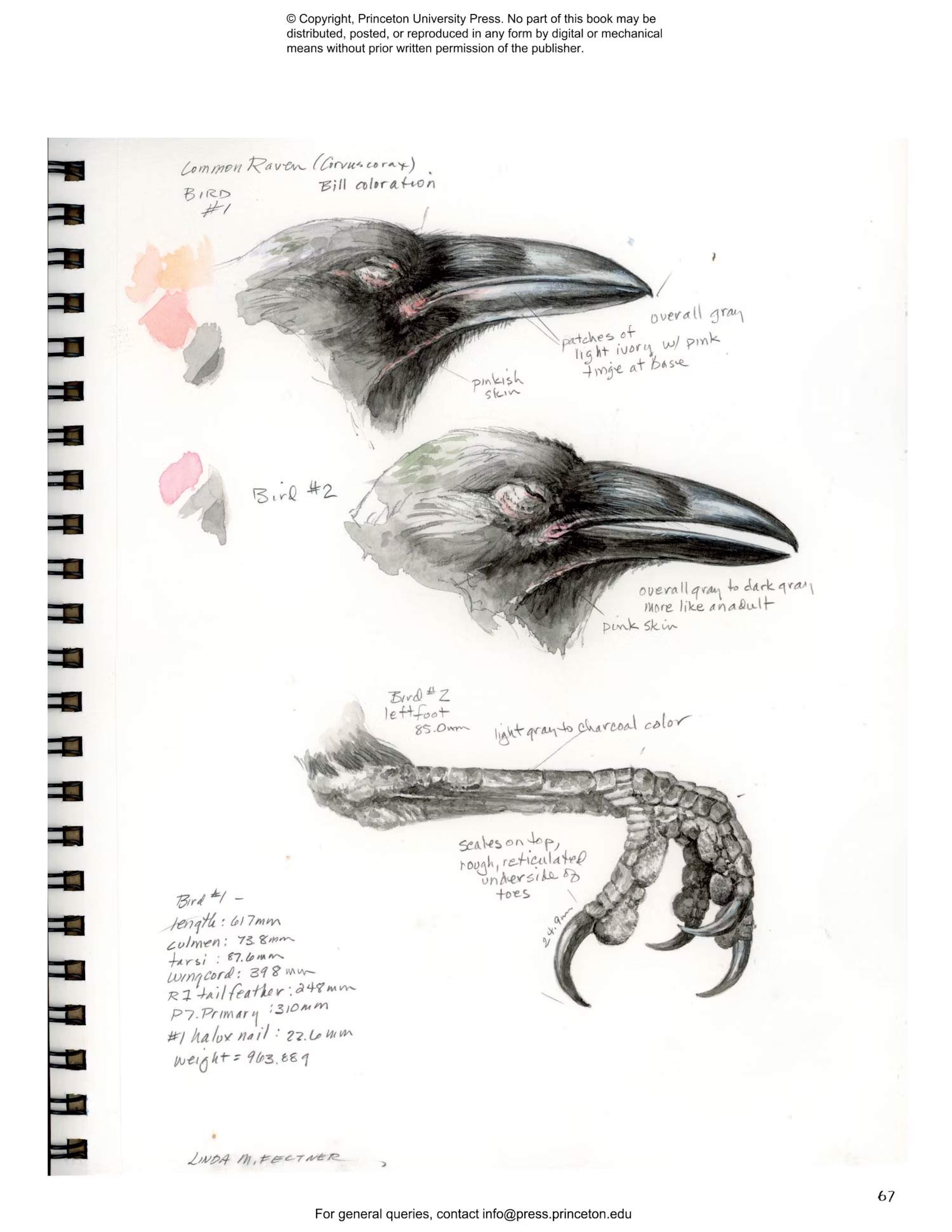 drawing nature: the creative process of an artist, illustrator, and naturalist