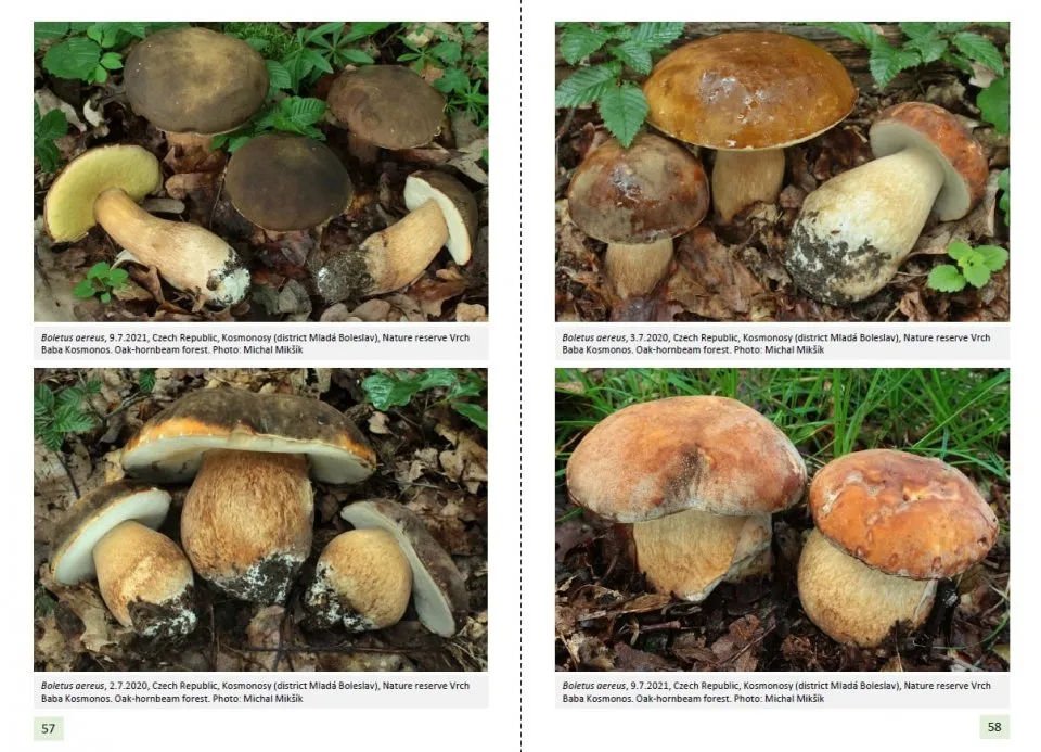 european boletes. vol 1